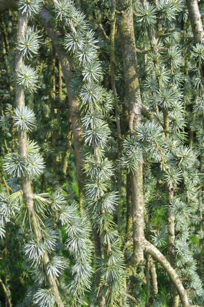Кедр Атлантика Пендула сіро-зелена хвоя
